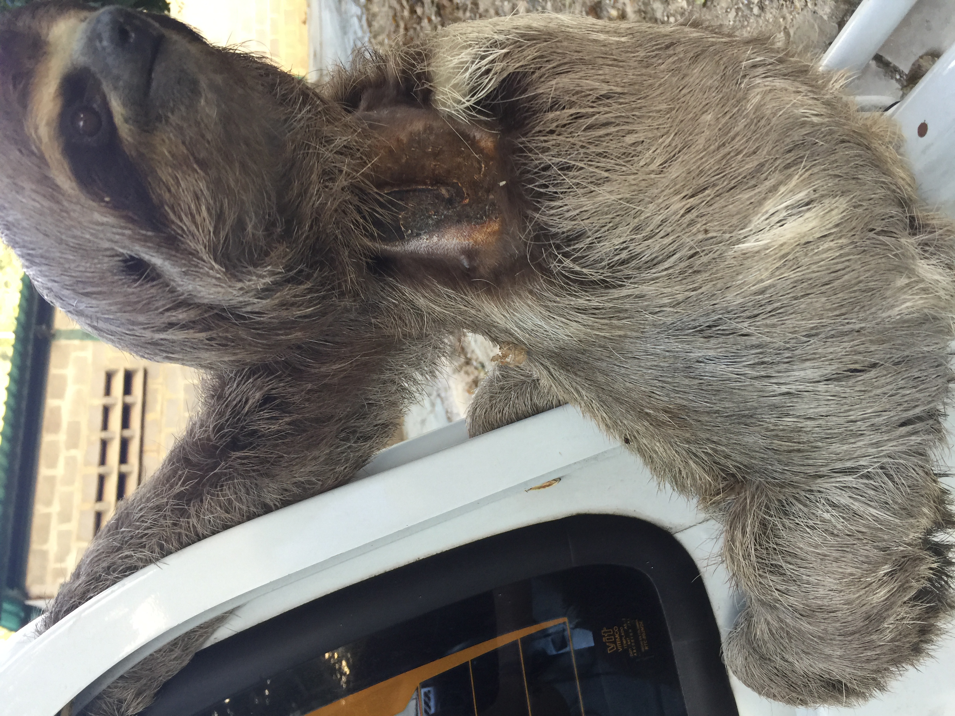 A rescued sloth clinging to a vehicle door while being transported for care in Venezuela.