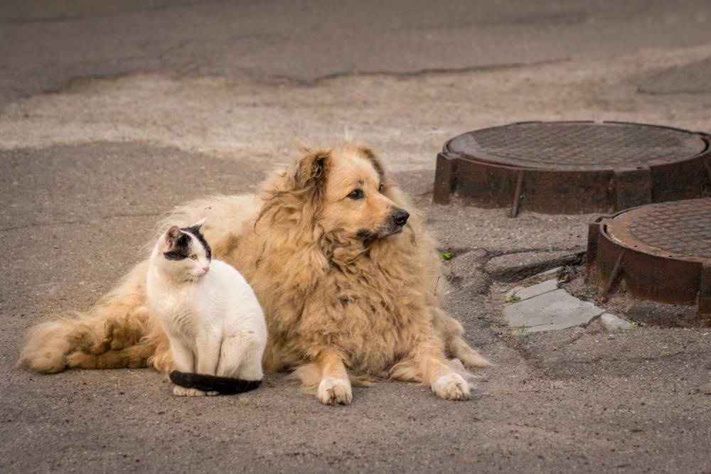 Abandoned Pets in Venezuela: A Crisis Overlooked
