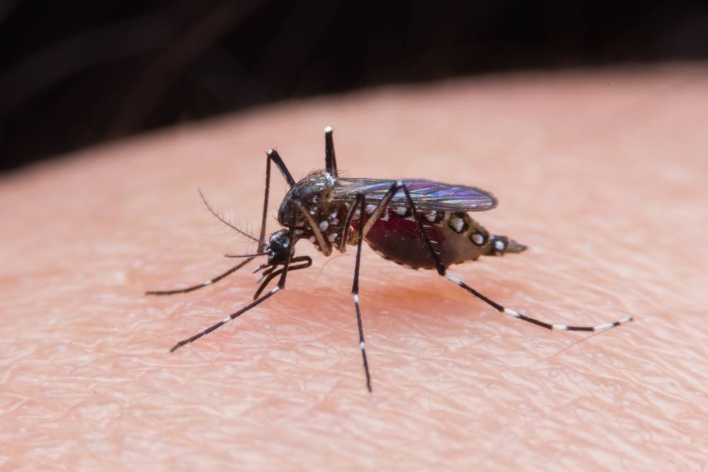 Progress in the fight against malaria in Venezuela: a ray of hope in the midst of crisis