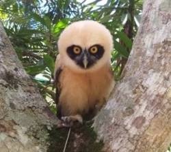 SAI is Protecting Zoo Animals in Venezuela