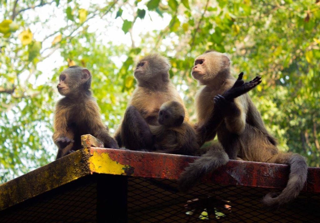 SAI provides food, medicine and love to zoo animals in Venezuela