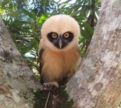 SAI is Protecting Zoo Animals in Venezuela