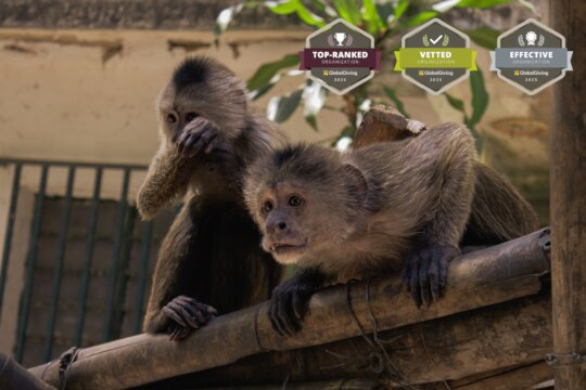 SAI Animal Rescue Program: Q1 2025 Update - Saving Animal Lives!