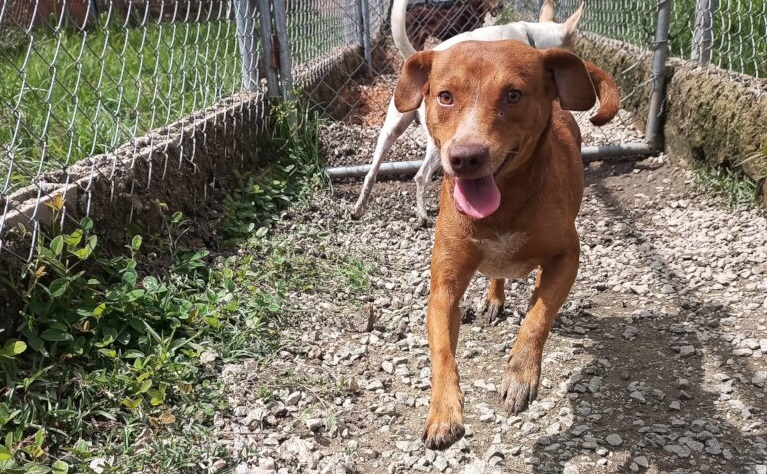 SAI Venezuela is Bringing Hope to Dogs in Need – 7,370 lbs of Food, a New Vet, and a Rain Gazebo Building Brighter Futures in 2023!