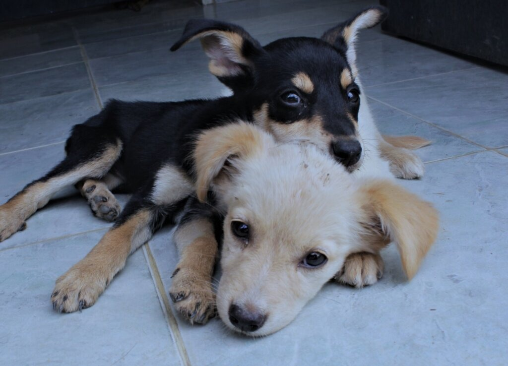 Paws of Hope: How Your Support Fed and Saved Hundreds of Dogs in Venezuela in 2024!